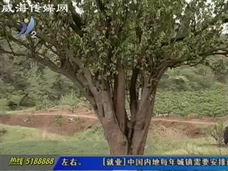 800年树龄的木梨树