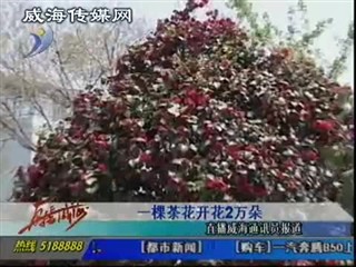 一棵茶花开花2万朵