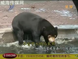 不肯下水的马来熊