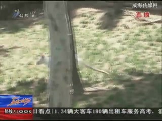 西霞口野生动物园引进4只珍稀白袋鼠