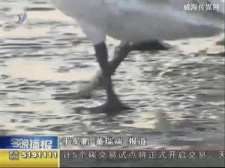荣成：保护区封闭管理 打造大天鹅栖息“天堂”