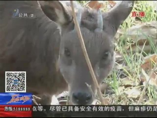 台湾梅花鹿和长鬃山羊入住刘公岛三周年啦