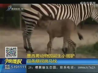 墨西哥动物园诞生小斑驴 四条腿现斑马纹